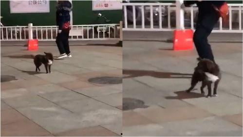 网友爆料狗狗视频大全图片,狗狗视频大全,萌态百出,笑料连连 第1张 网友爆料狗狗视频大全图片,狗狗视频大全,萌态百出,笑料连连 第1张